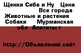 Щенки Сиба и Ну › Цена ­ 35000-85000 - Все города Животные и растения » Собаки   . Мурманская обл.,Апатиты г.